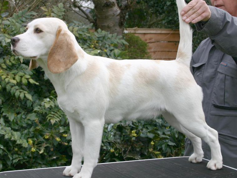 albino beagle